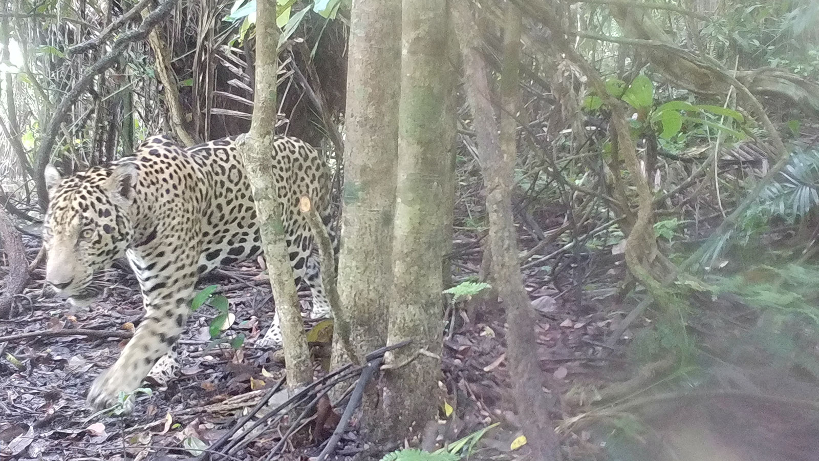 Un jaguar y dos especies de puercos de monte fueron registrados bajo el lente de cámaras en PNN los Katíos