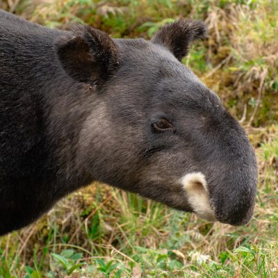 Tapirus_pinchaque (12)