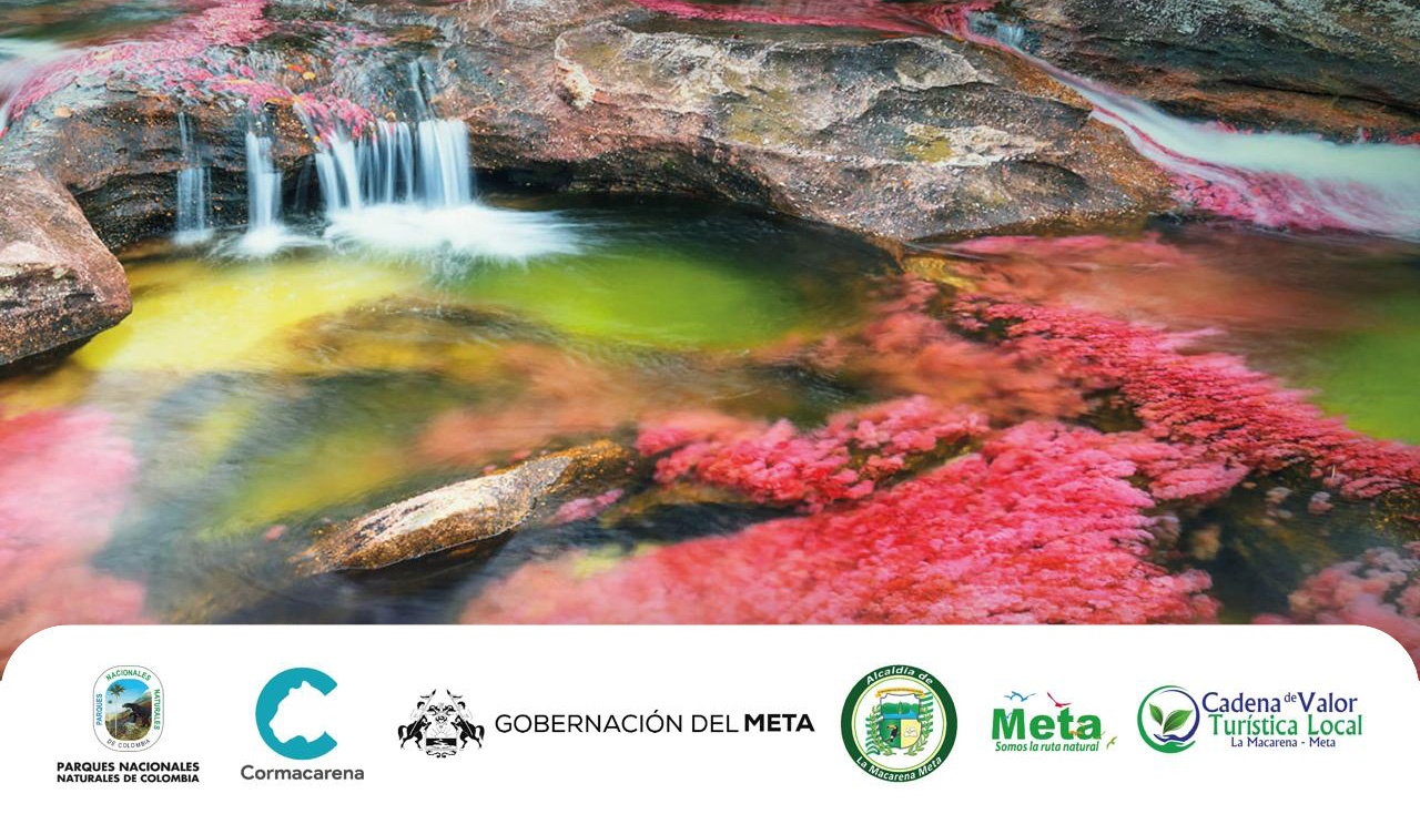 Caño Cristales: la puerta de entrada a los paisajes naturales más bellos en el municipio de la Macarena